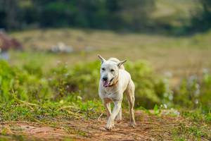 BIB: 
                            <button type="button" onclick="openModal(16010354)" class="btn btn-primary btn-sm float-right btn-popup" data-toggle="modal" data-target=".modal-high-quality">
                        <i class="fas fa-shopping-cart"></i> Add to Cart
                    </button>
                                            <button type="button" onclick="isThisMe(16010354, true)" class="btn btn-success btn-sm float-right btn-popup btn-isme hidden" data-toggle="tooltip" data-placement="bottom" title="นี่คือรูปของคุณใช่ไหม คลิกที่นี่เพื่อเอาเข้าอัลบั้ม">
                        <i class="fas fa-plus"></i> Add to album
                    </button>
                    <button type="button" onclick="isThisMe(16010354, false)" class="btn btn-warning btn-sm float-right btn-popup btn-isnotme hidden">
                        <i class="fas fa-ban"></i> Remove from album
                    </button>